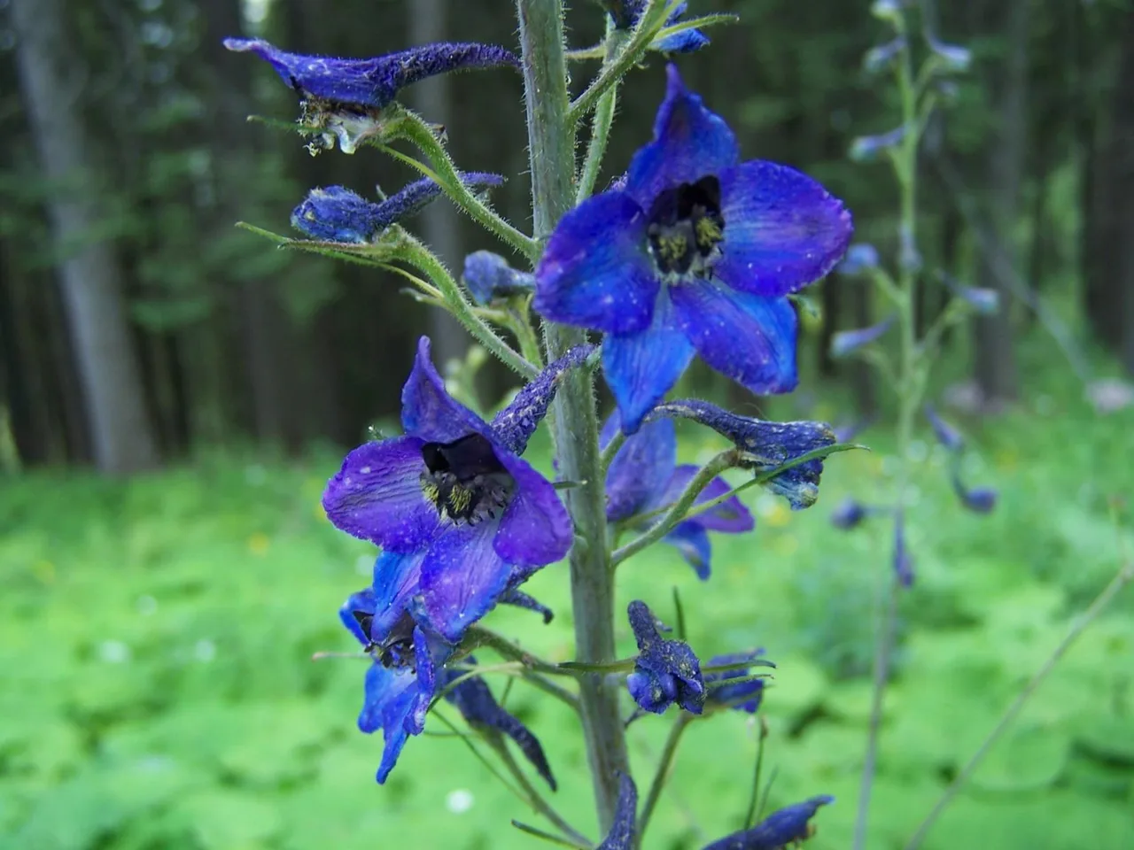 Delphinium (Delphinium elatum)