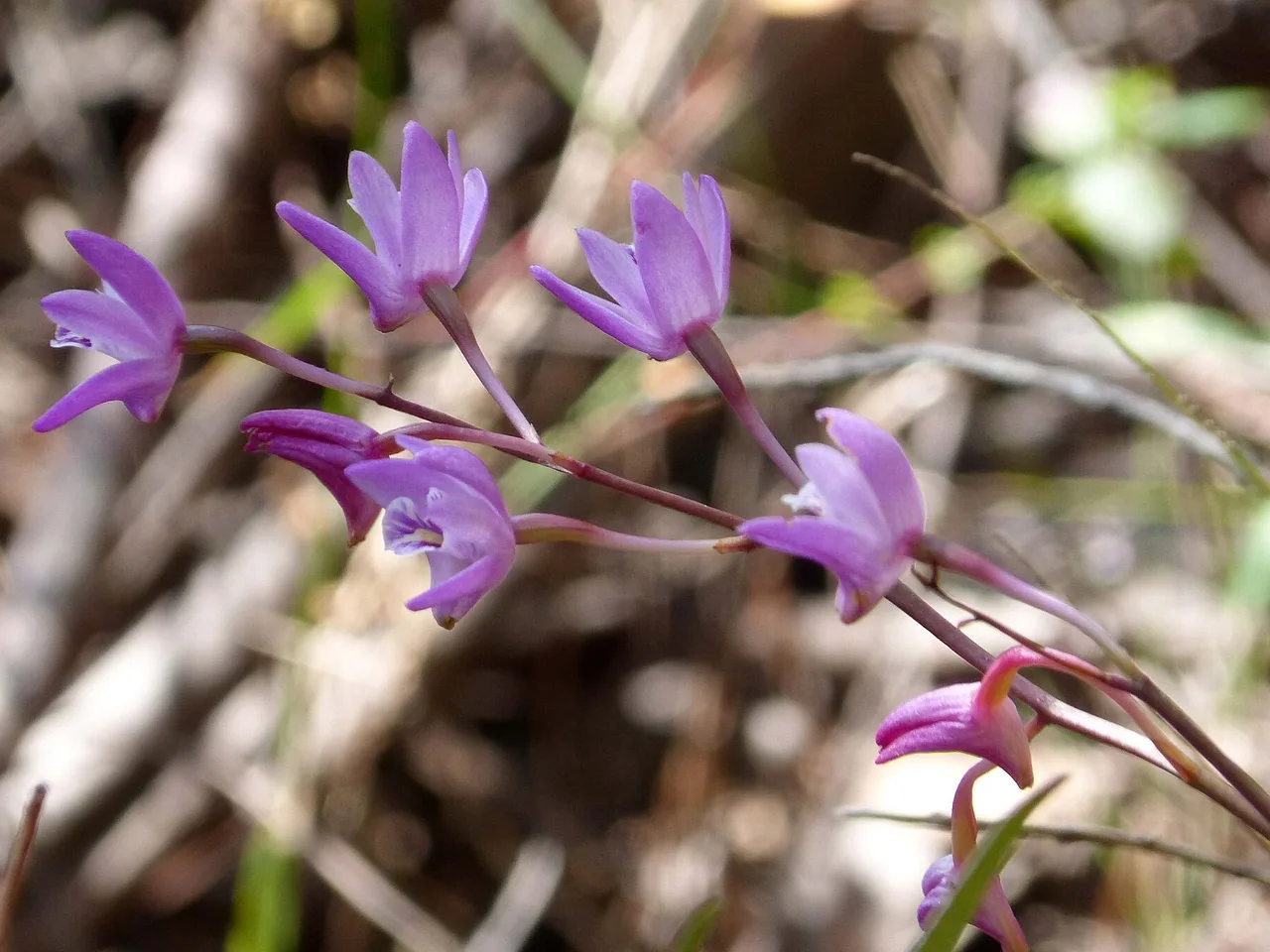 Pink Rock Orchid (Dendrobium kingianum)