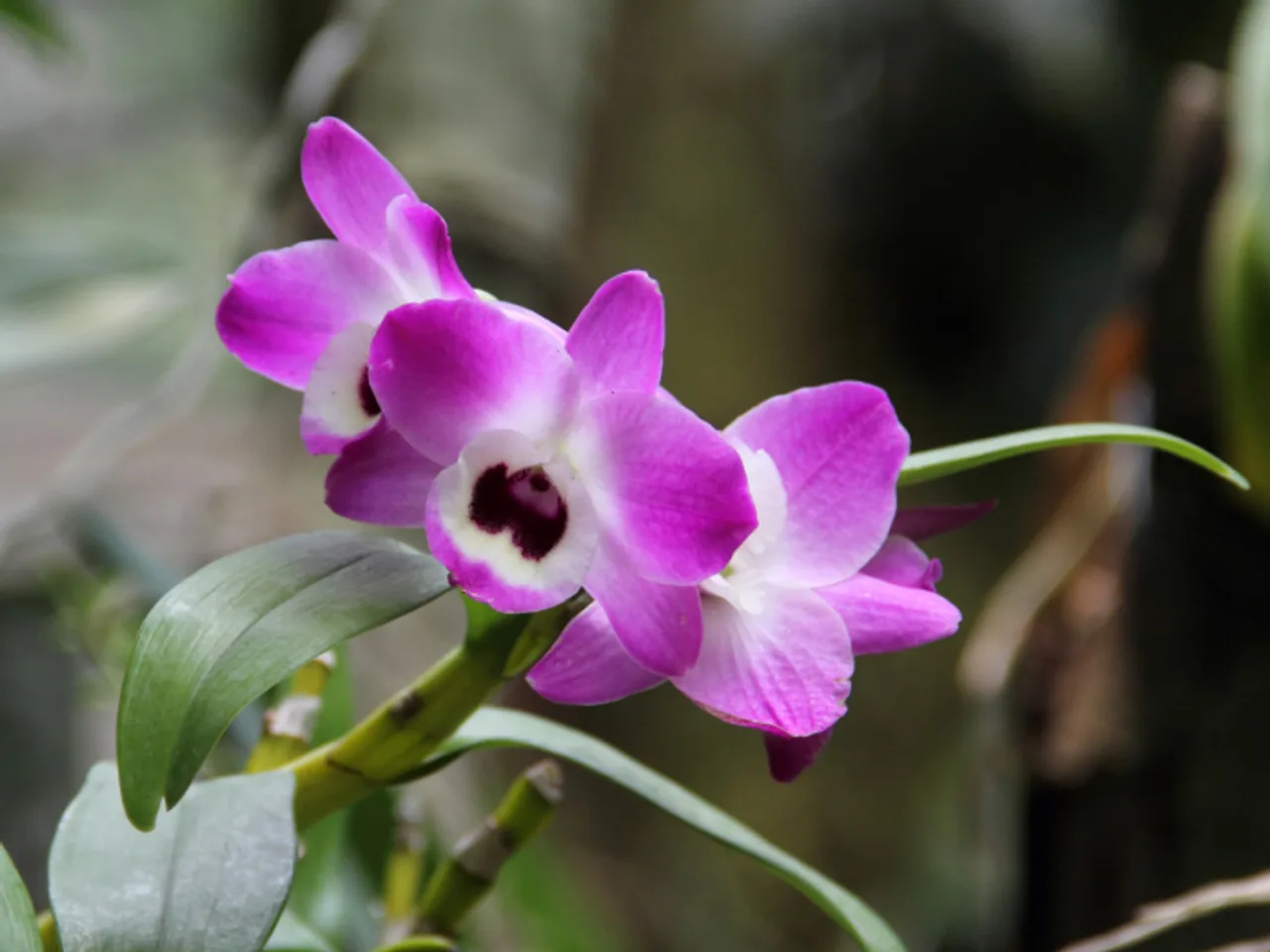 Dendrobium (Dendrobium nobile)