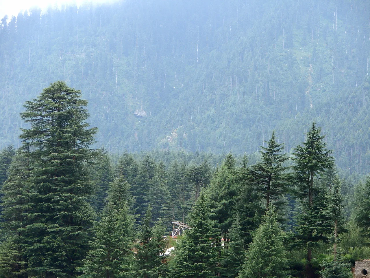 Deodar Cedar (Cedrus deodara)