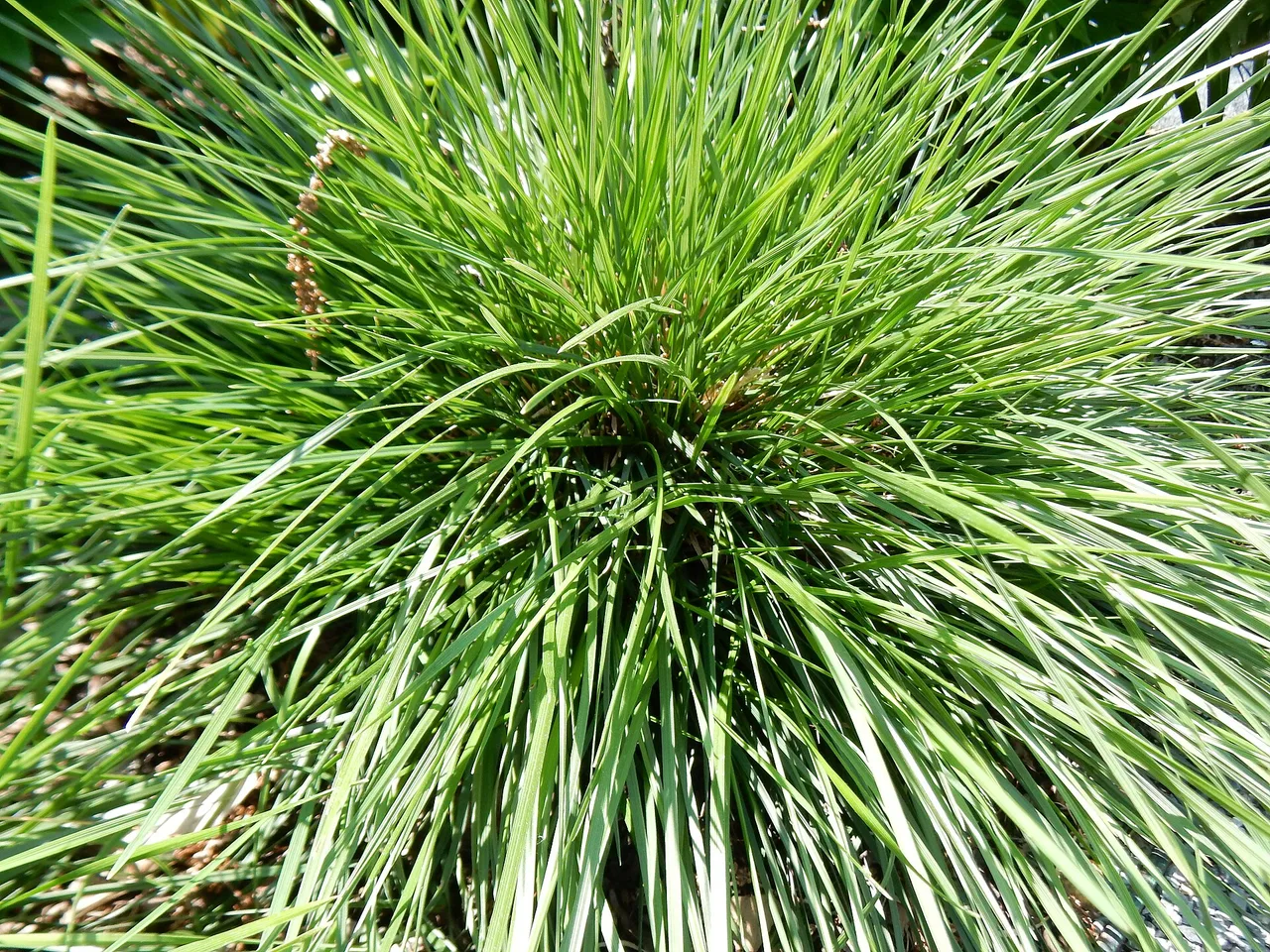 Tufted Hair Grass (Deschampsia cespitosa)