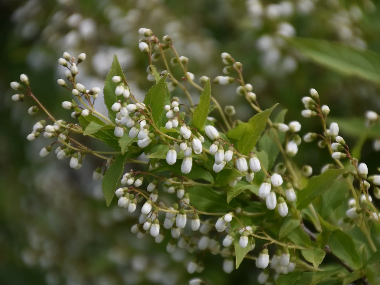 Deutzia (Deutzia gracilis)
