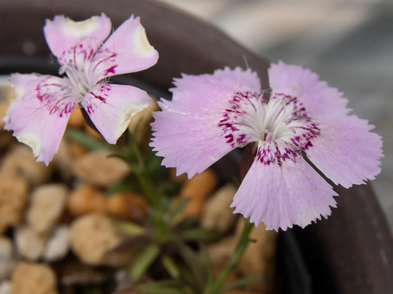 Alpine Pink (Dianthus alpinus)