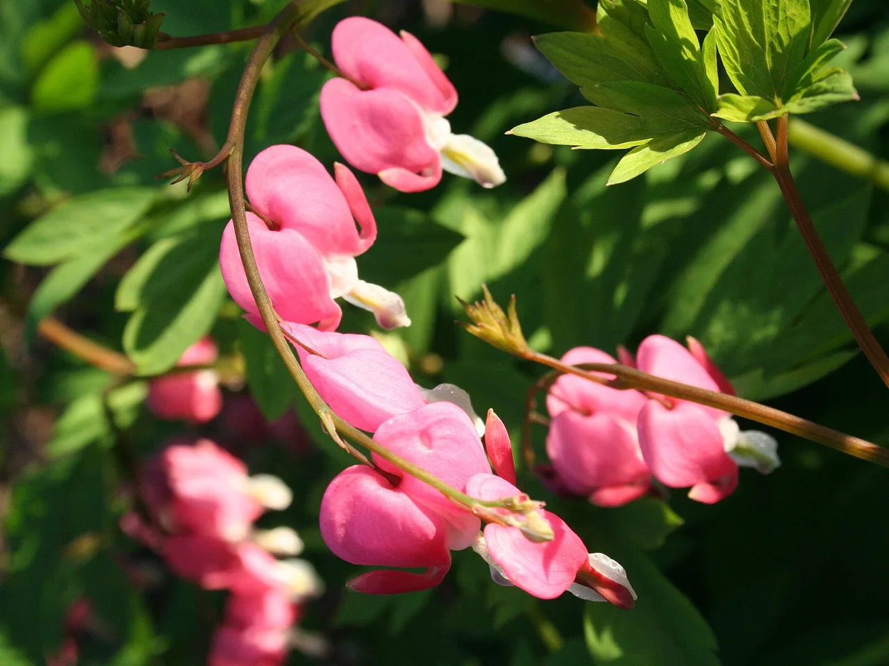 Bleeding Heart (Lamprocapnos spectabilis)