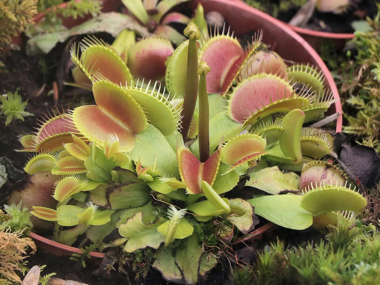 Venus Flytrap (Dionaea muscipula)