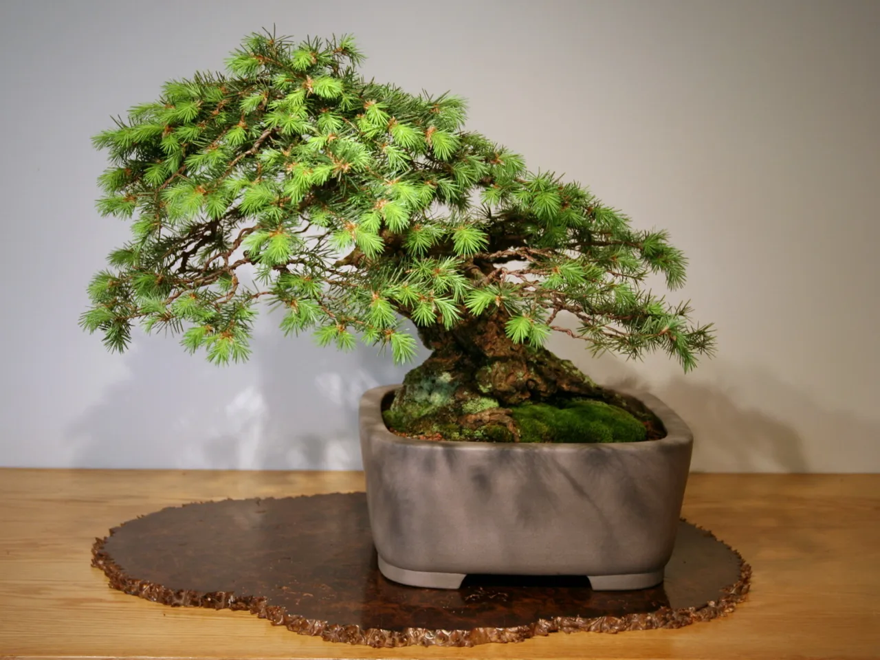 Douglas Fir (Pseudotsuga menziesii)