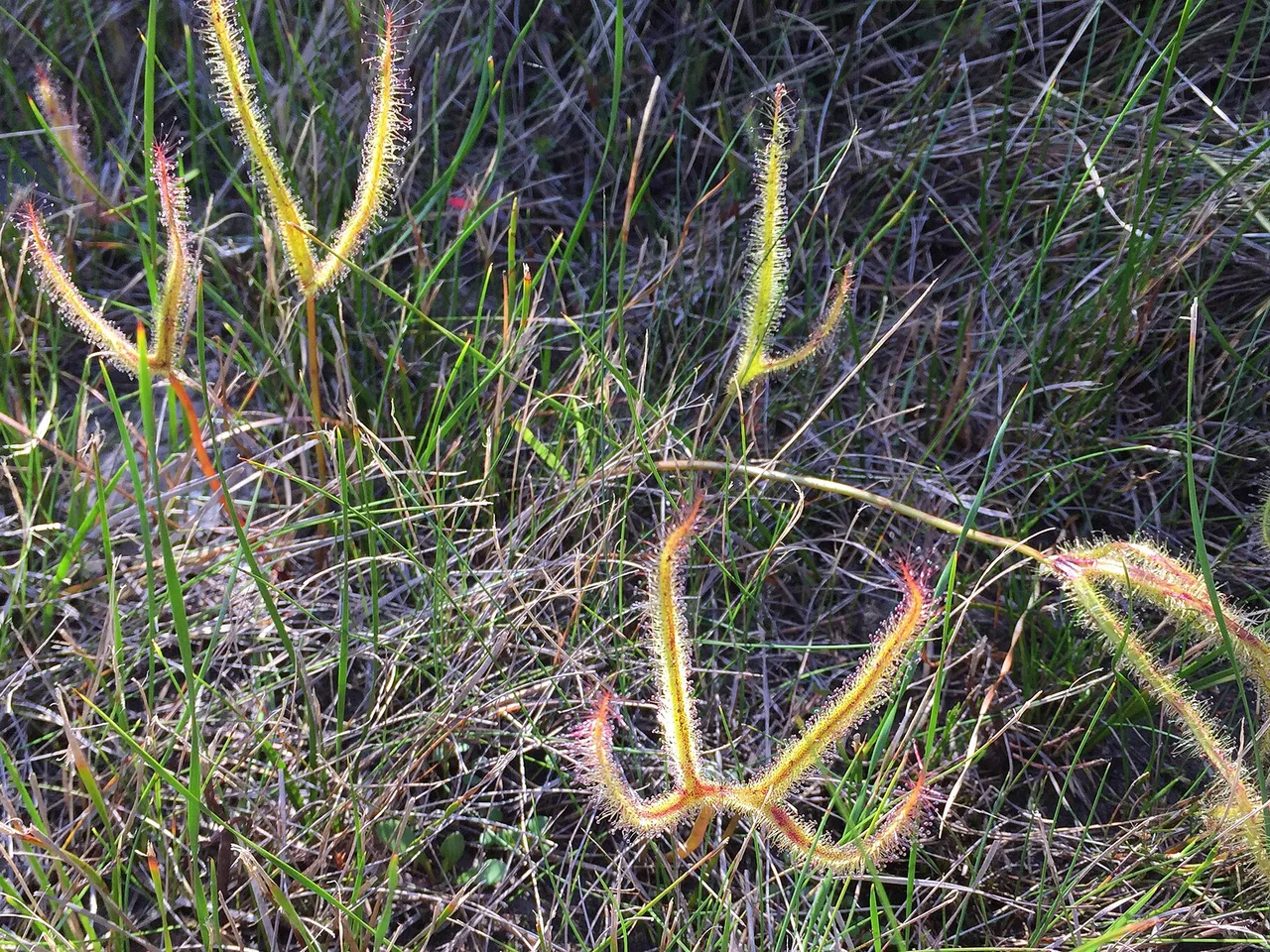 Forked Sundew (Drosera binata)