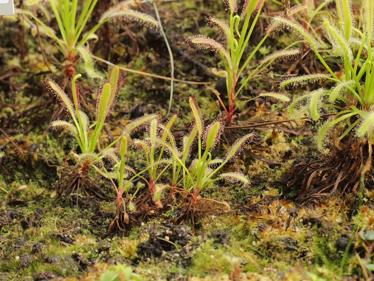 Cape Sundew (Drosera capensis)