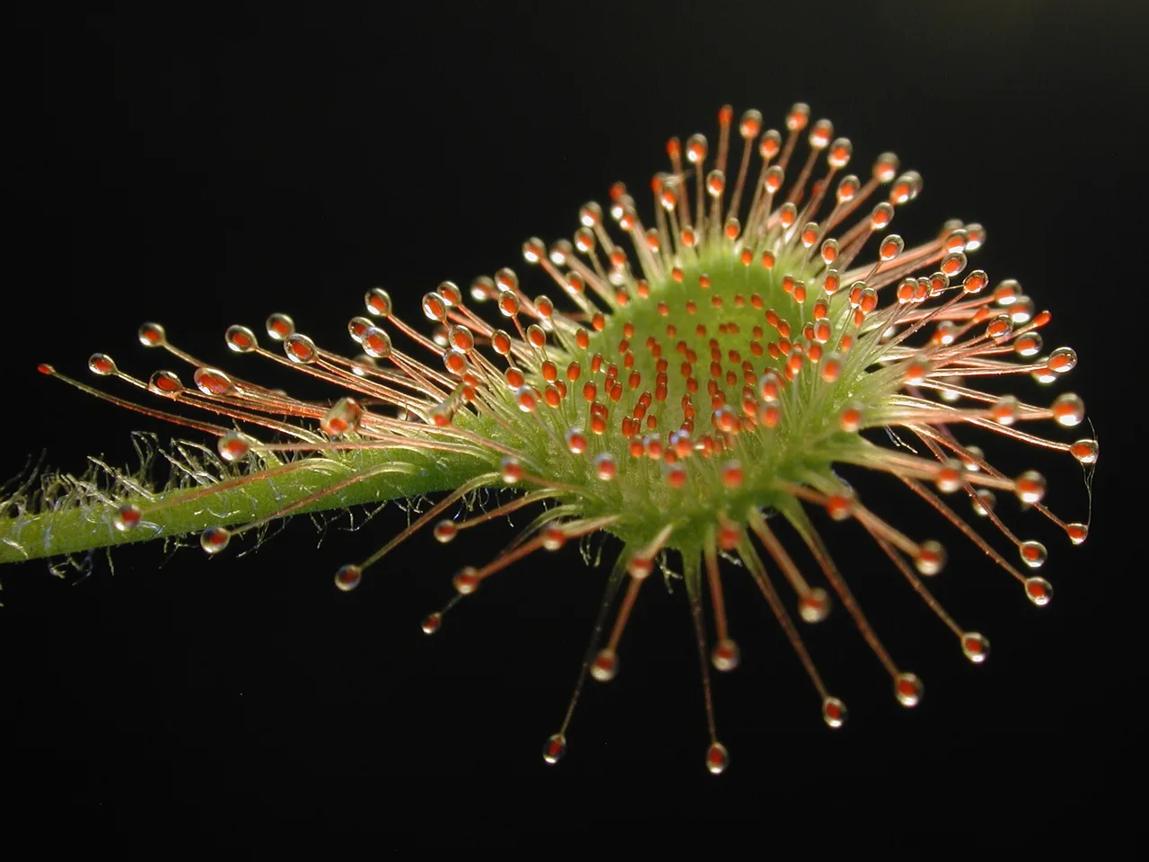 Round Leaved Sundew (Drosera rotundifolia)