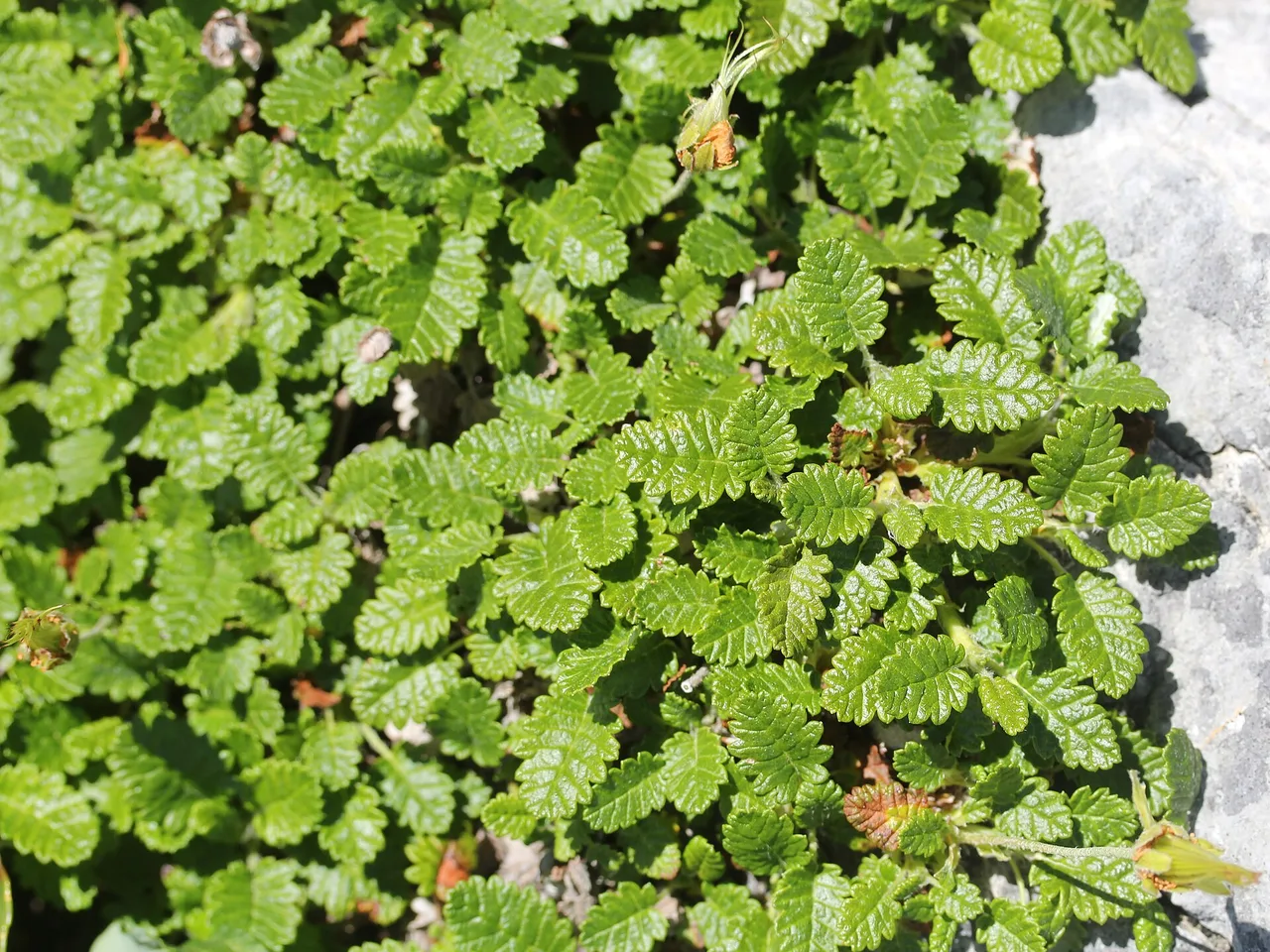 Mountain Avens (Dryas octopetala)