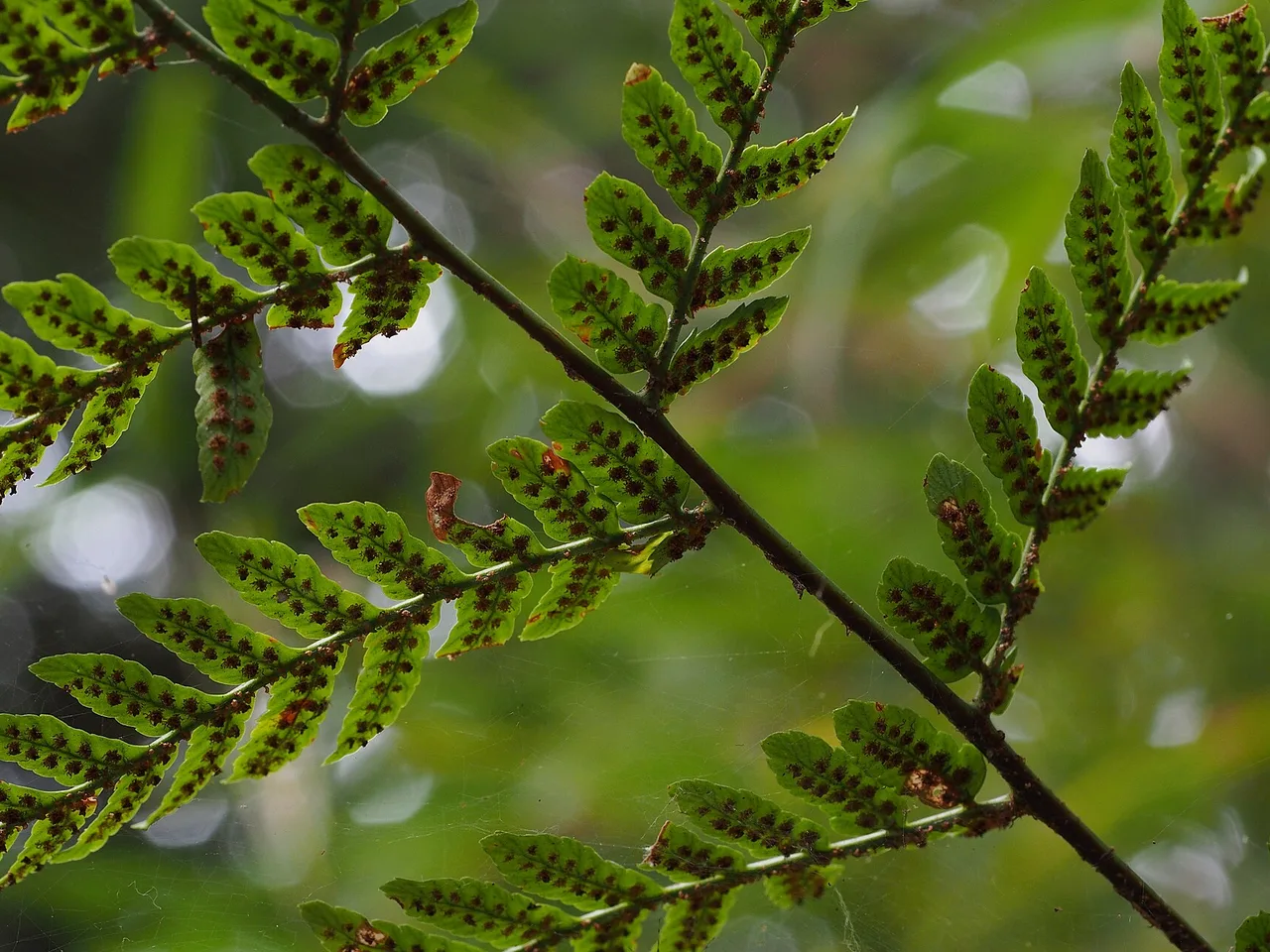 Autumn Fern (Dryopteris erythrosora)