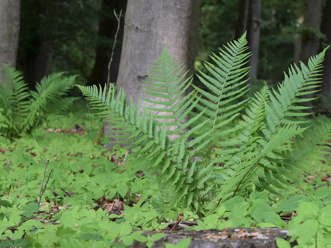 Male Fern (Dryopteris filix-mas)