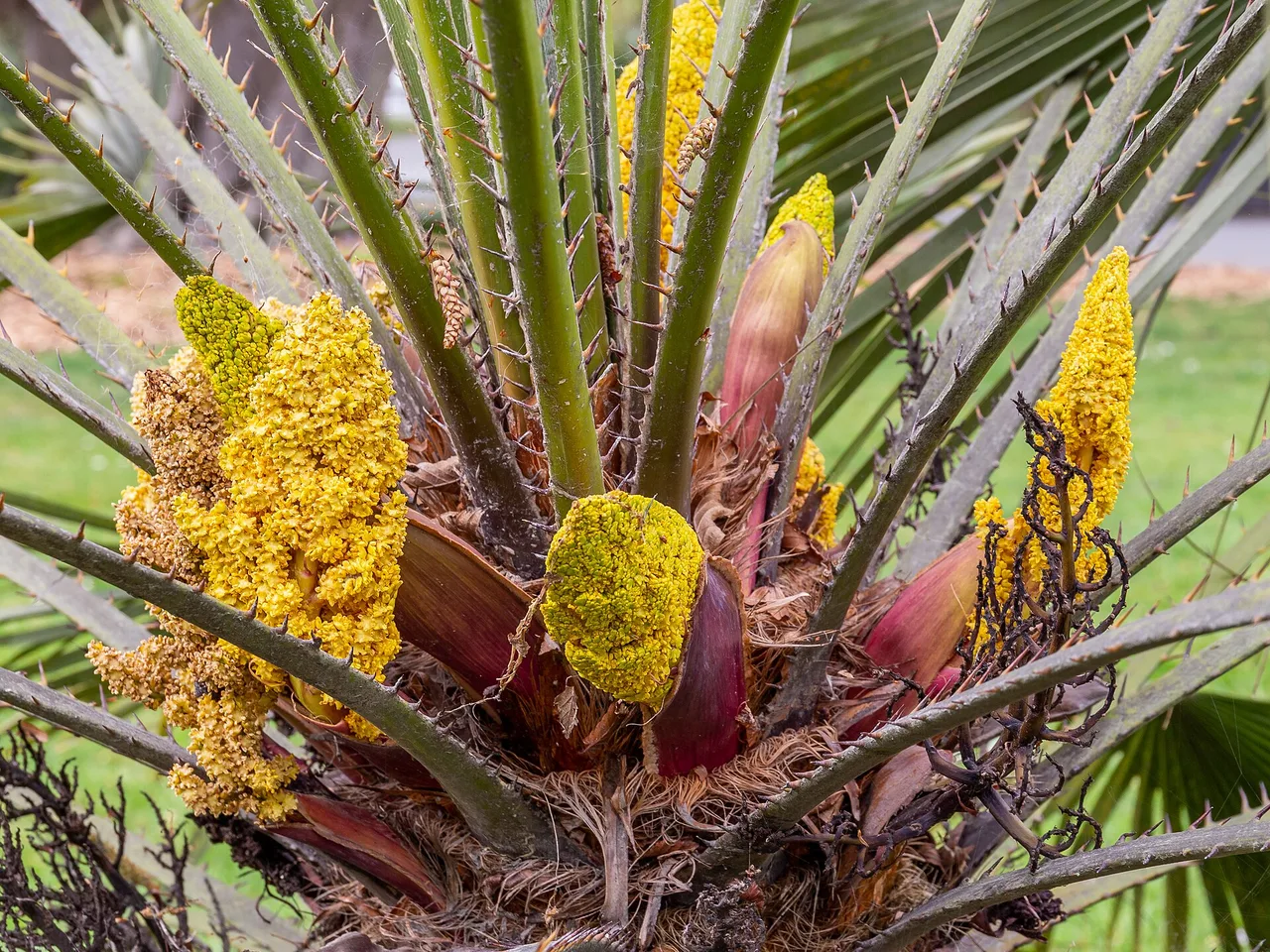 Dwarf Fan Palm (Chamaerops humilis)