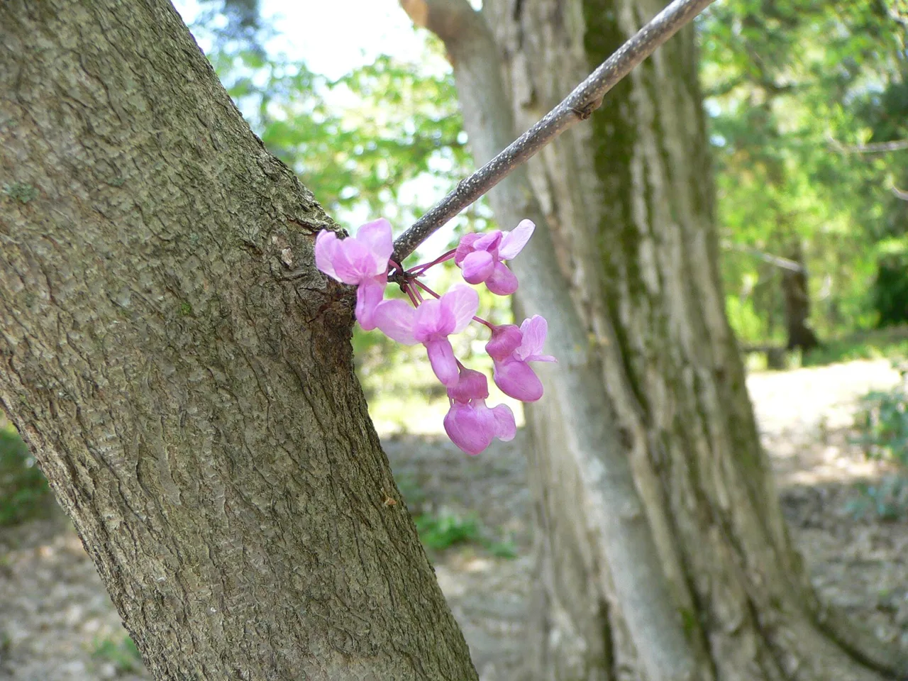 Eastern Redbud (Cercis canadensis)