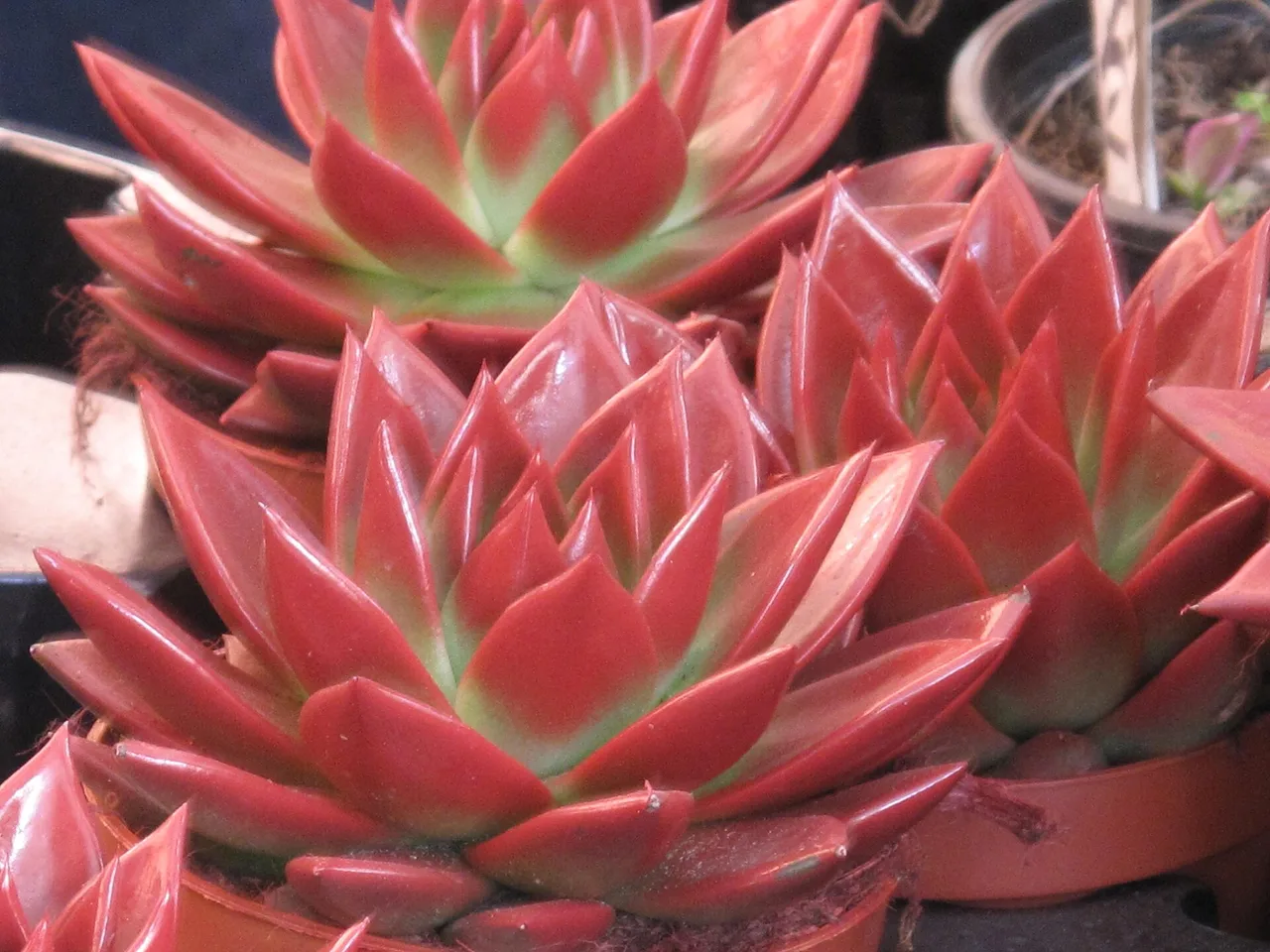 Molded Wax Agave (Echeveria agavoides)