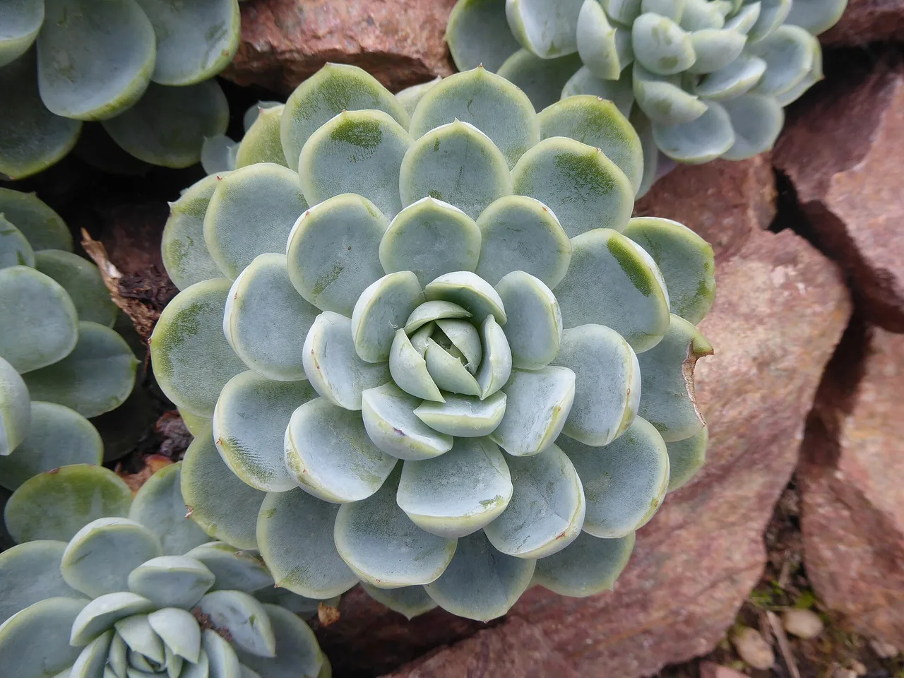 Echeveria (Echeveria elegans)