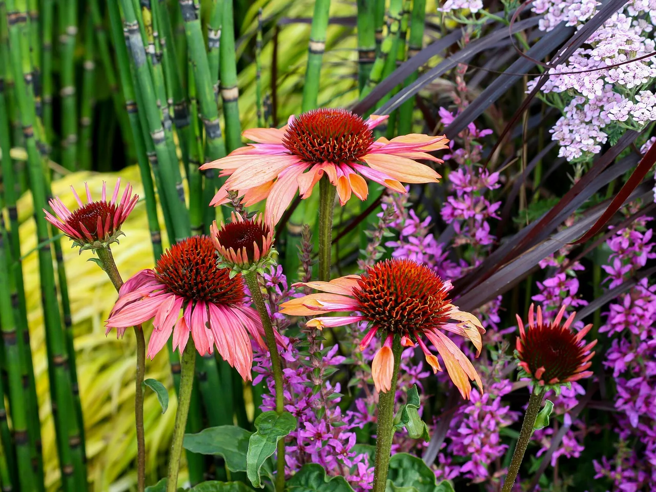 Coneflower (Echinacea purpurea)