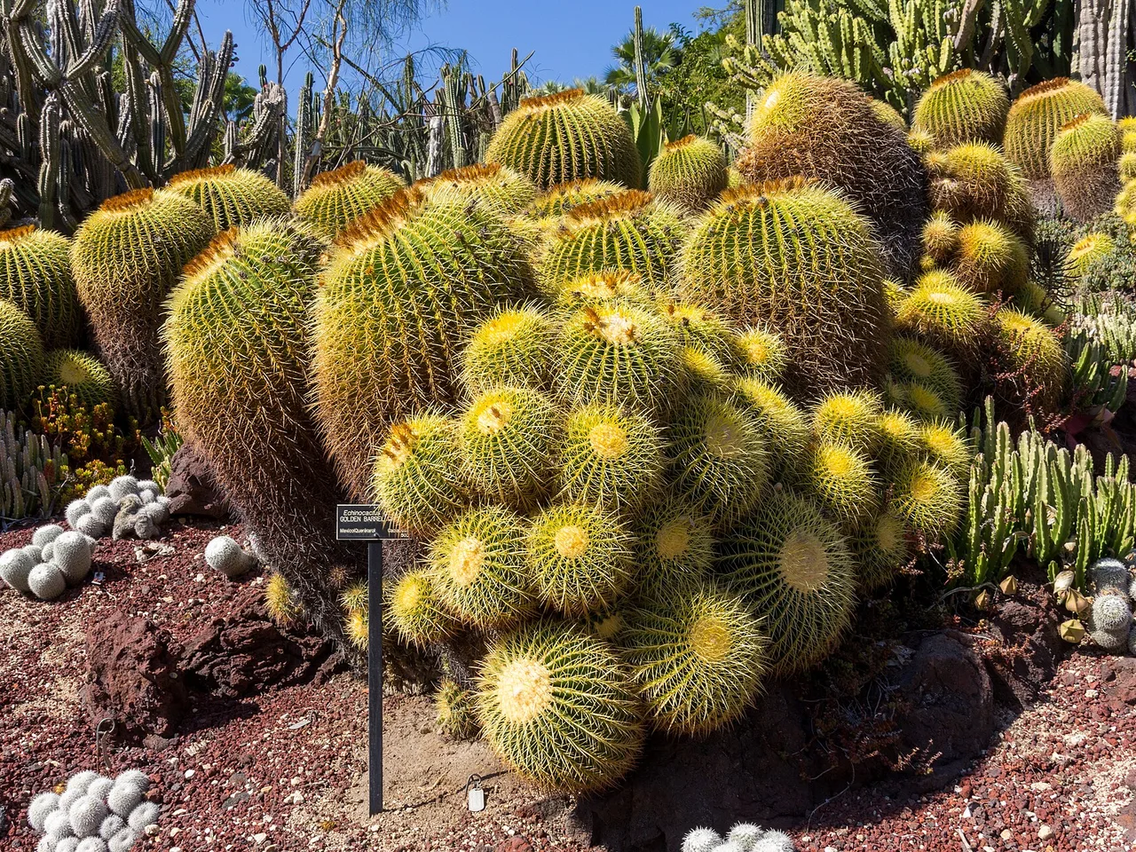 Golden Barrel Cactus (Echinocactus grusonii)
