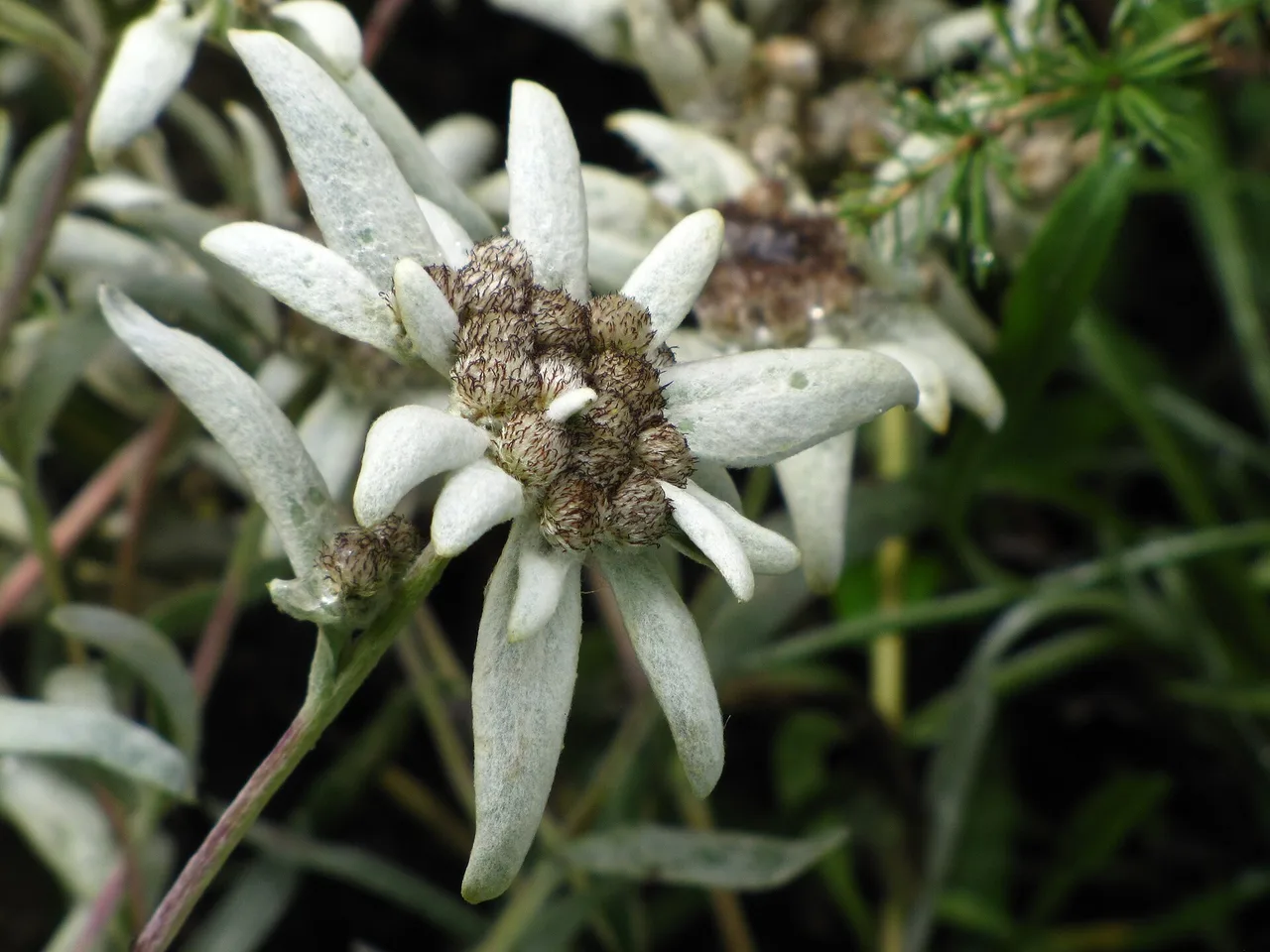 Edelweiss (Leontopodium alpinum)