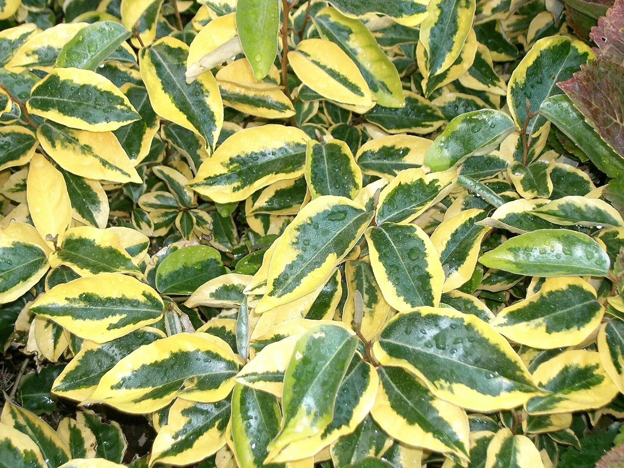 Elaeagnus (Elaeagnus x ebbingei)