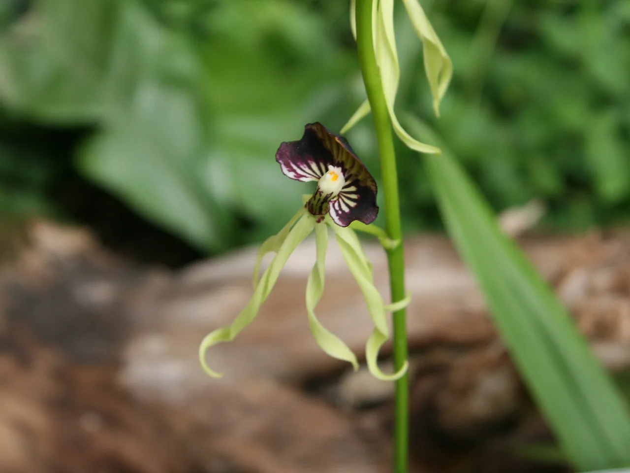 Cockleshell Orchid (Prosthechea cochleata)