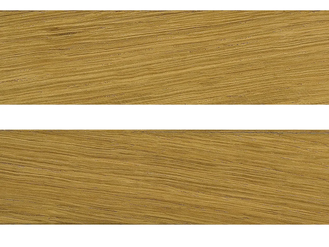 English Oak (Quercus robur)