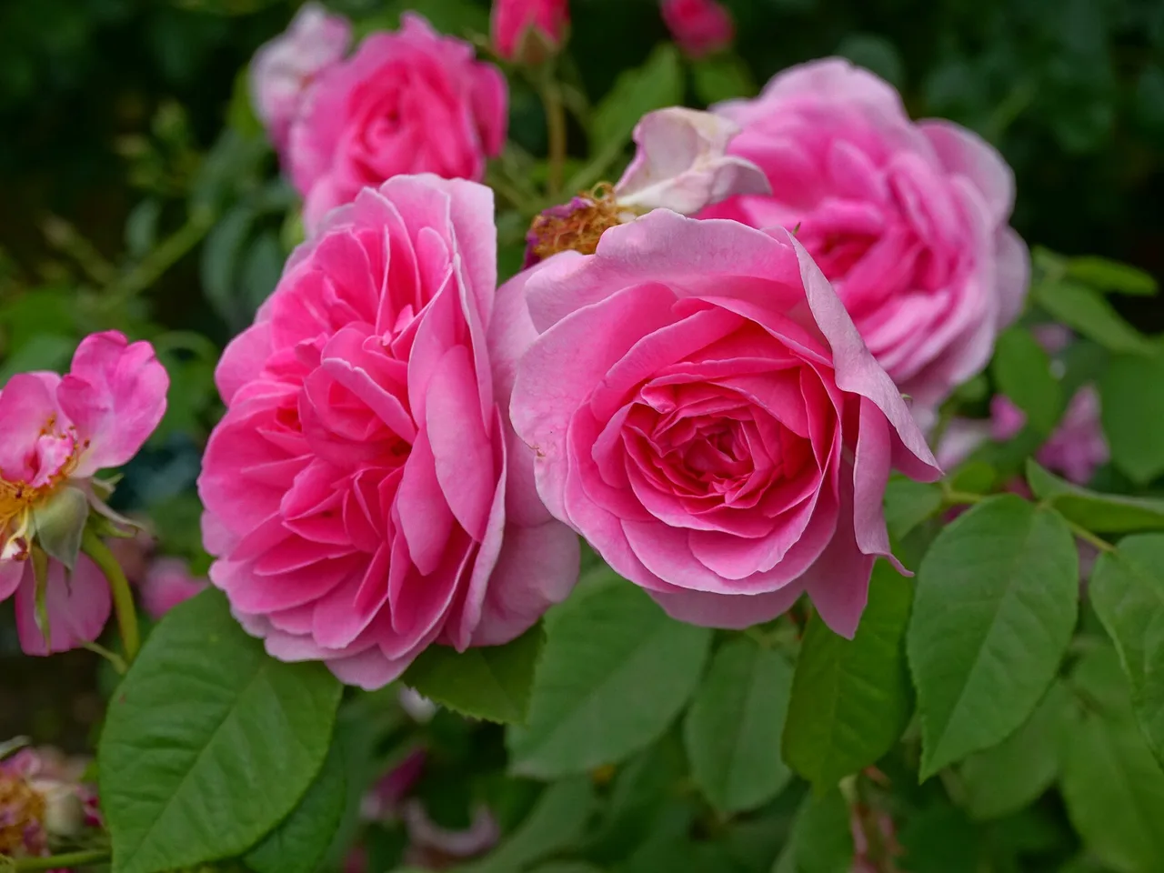 English Rose (Rosa x Ausblush)