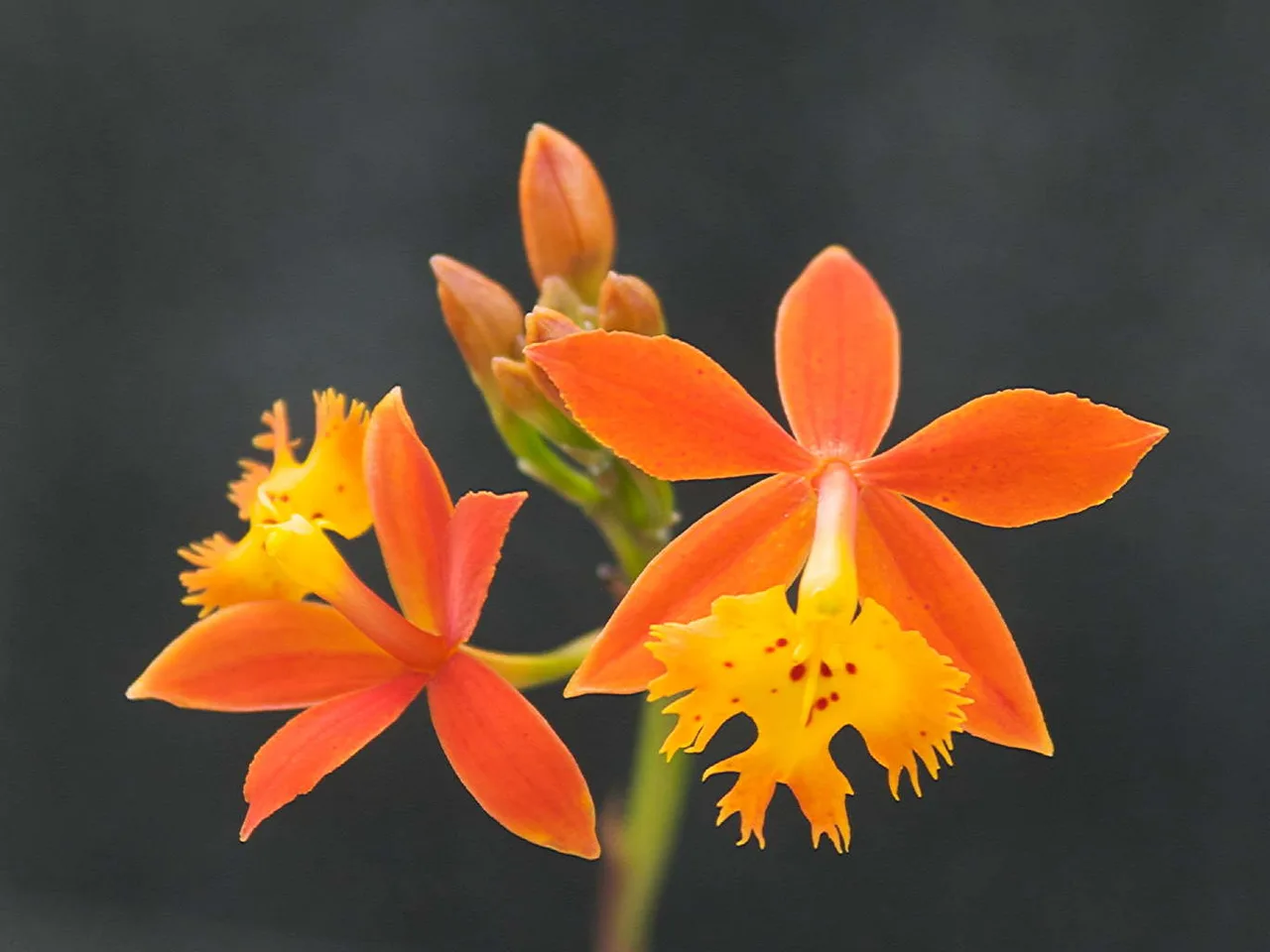 Crucifix Orchid (Epidendrum radicans)