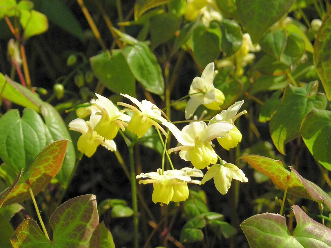 Barrenwort (Epimedium x versicolor)