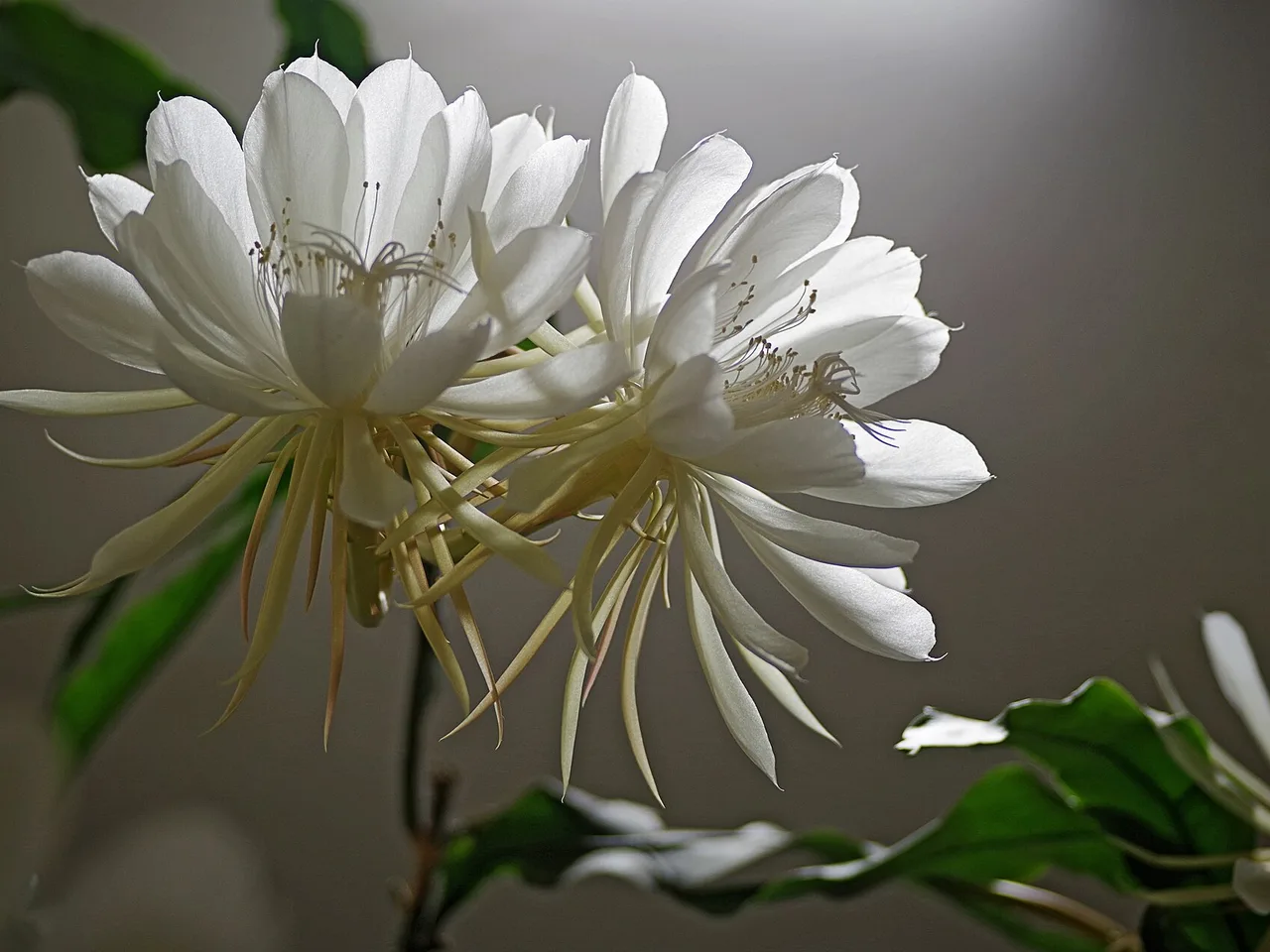 Queen of the Night (Epiphyllum oxypetalum)