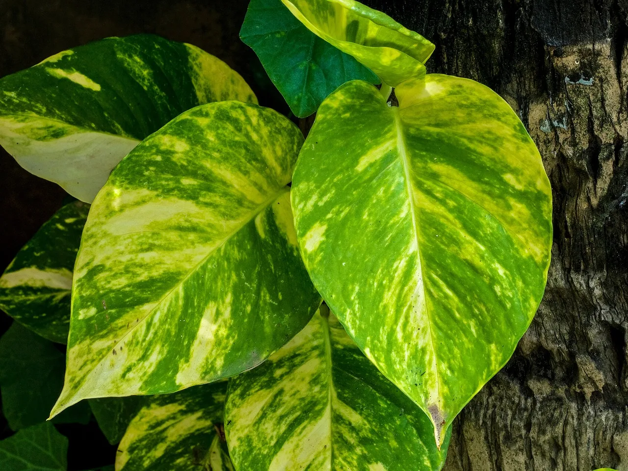 Devils Ivy (Epipremnum aureum)