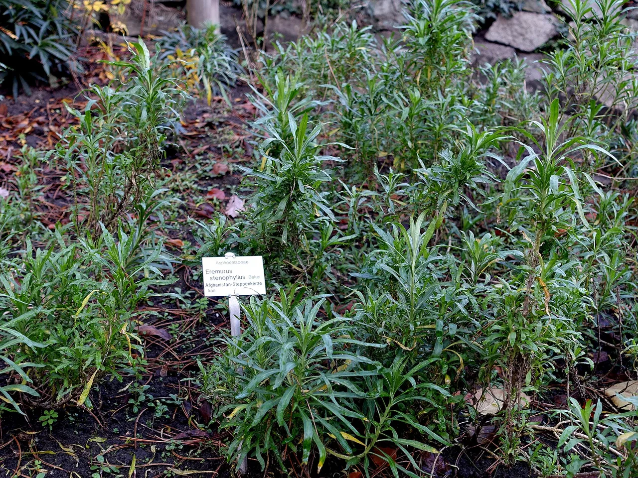 Foxtail Lily (Eremurus stenophyllus)