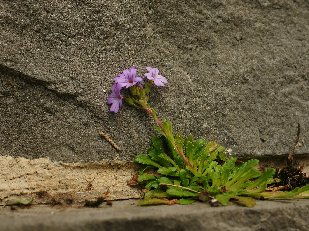Fairy Foxglove (Erinus alpinus)