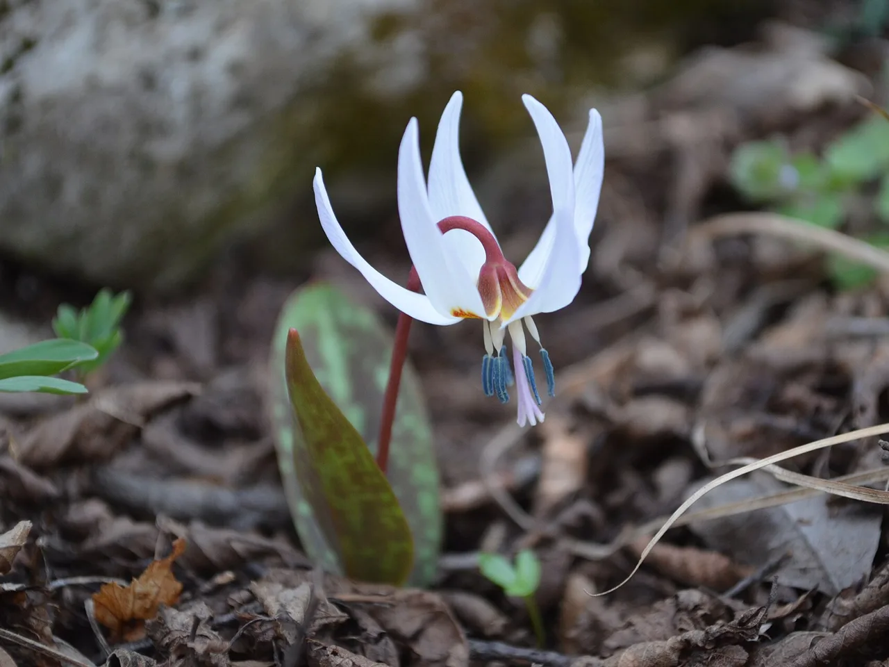 Dog Tooth Violet (Erythronium dens-canis)