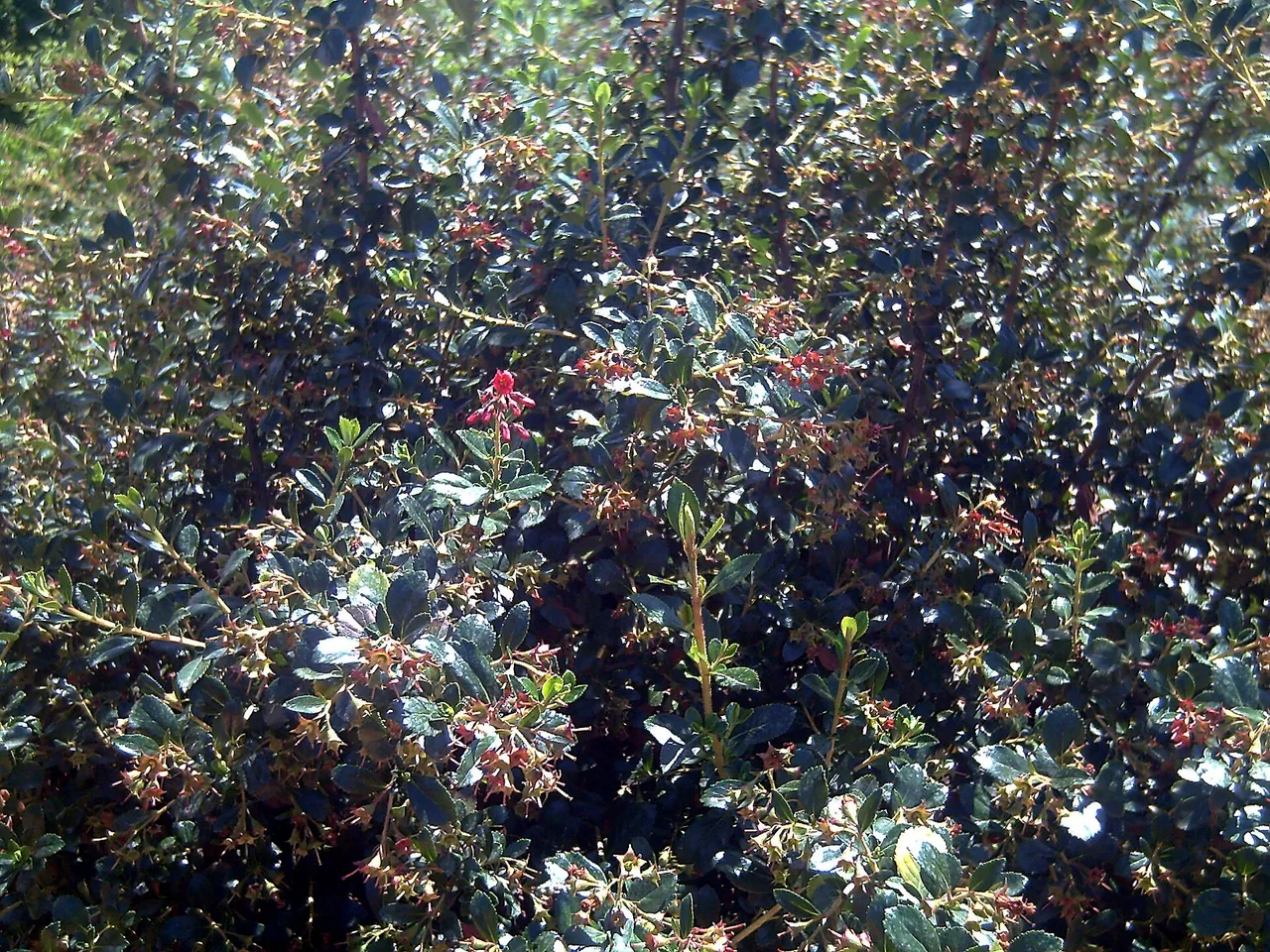 Escallonia (Escallonia rubra)