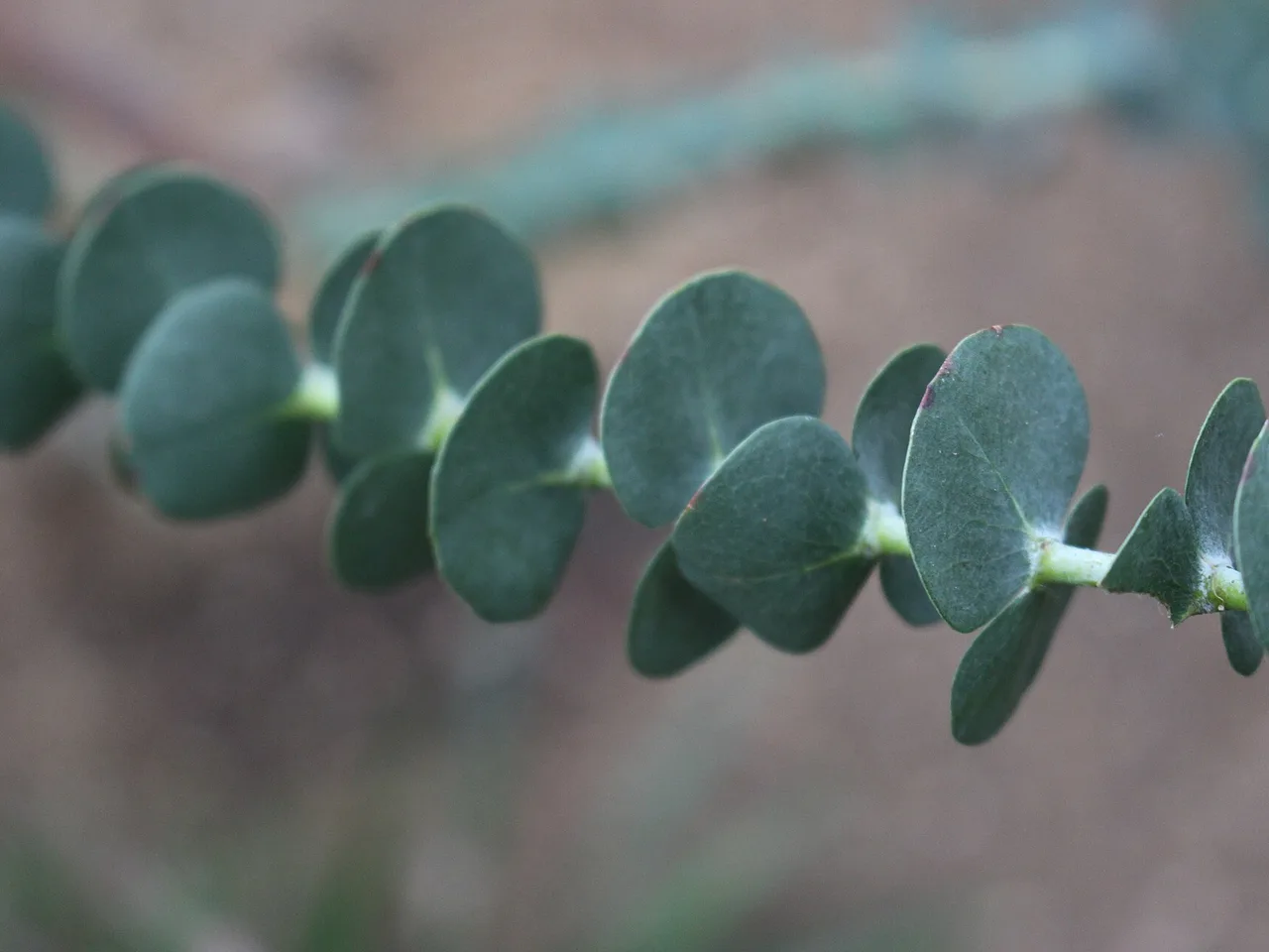 Cider Gum (Eucalyptus gunnii)