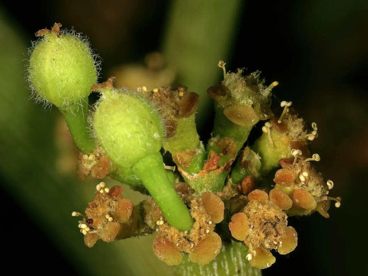 Firestick Plant (Euphorbia tirucalli)