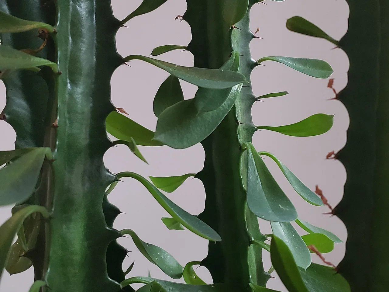 African Milk Tree (Euphorbia trigona)