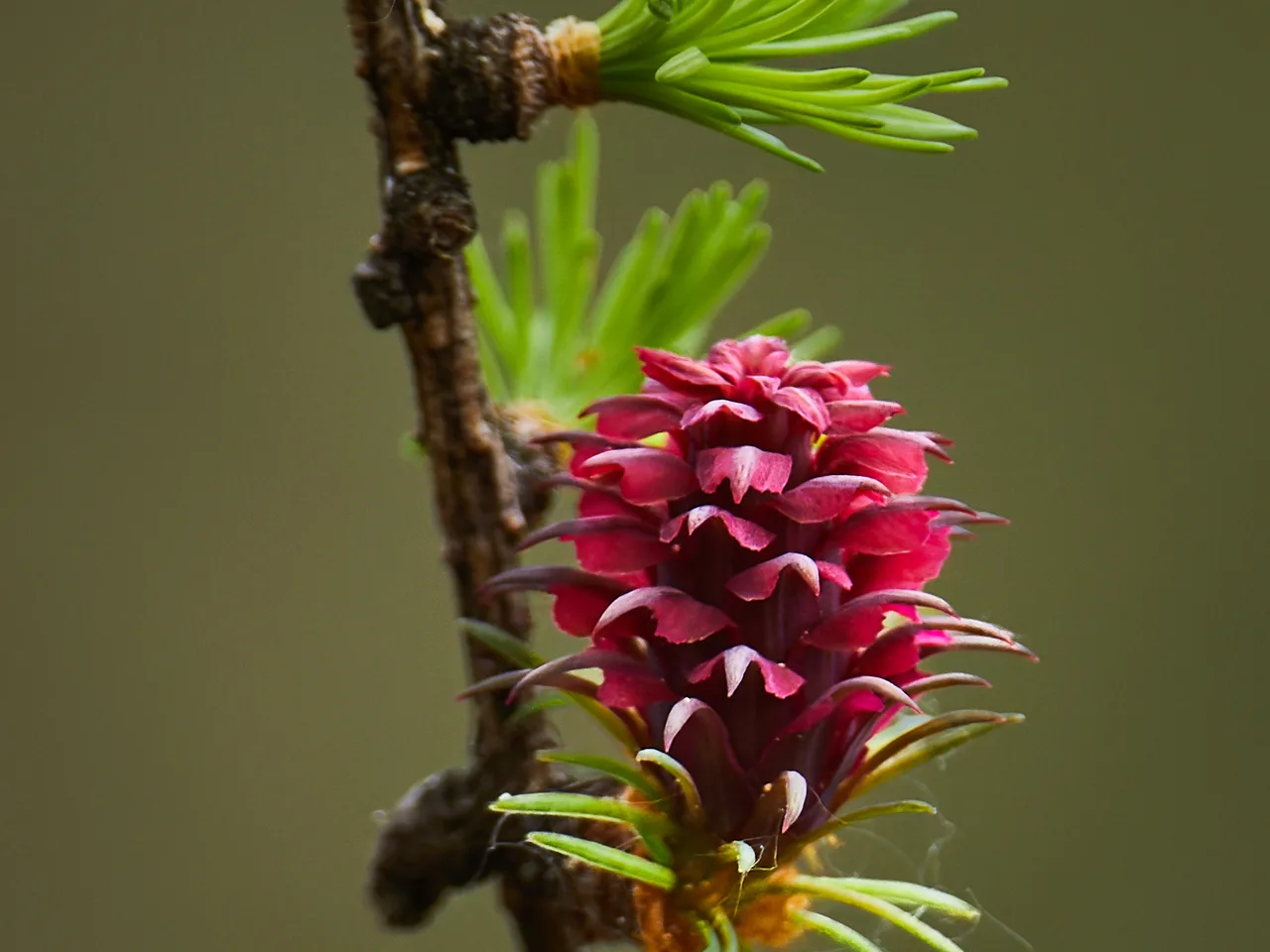 European Larch (Larix decidua)