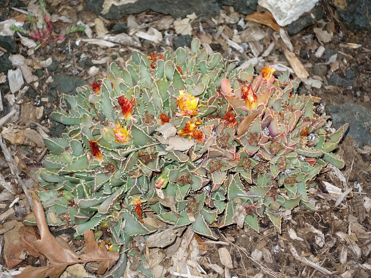 Tiger Jaws (Faucaria tigrina)