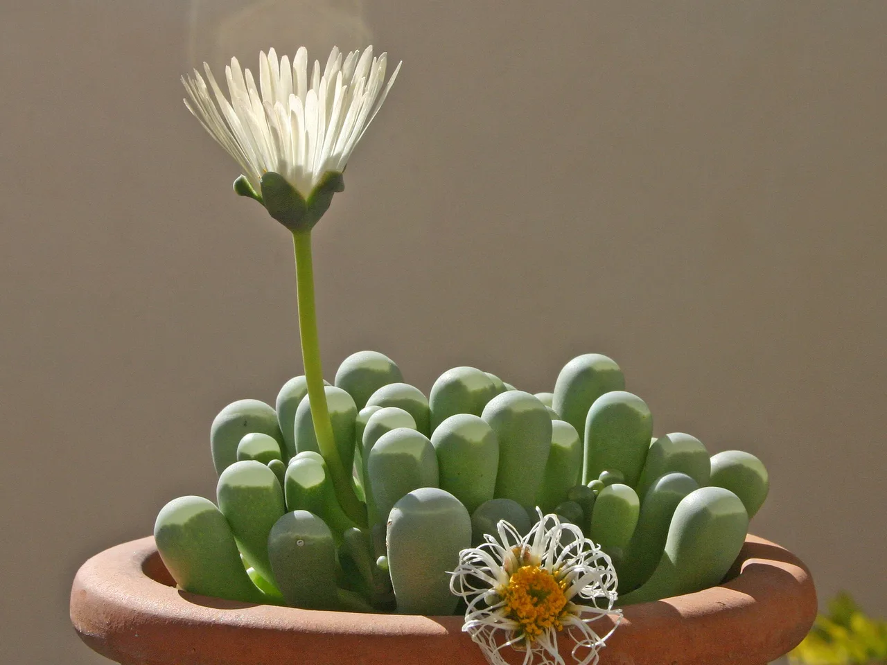 Baby Toes (Fenestraria rhopalophylla)