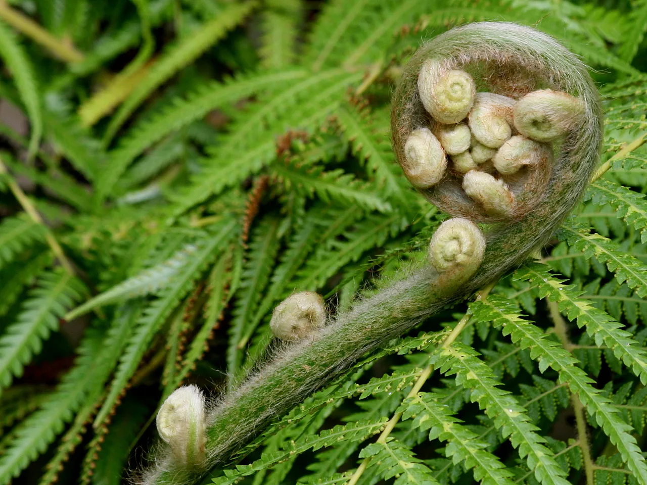 Lady Fern (Athyrium filix-femina)