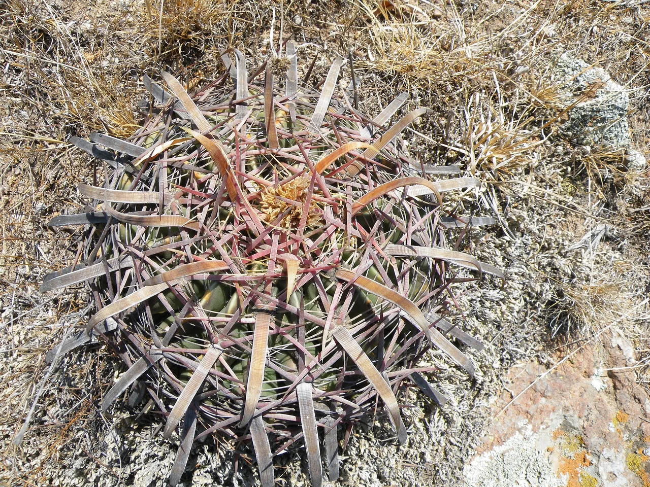 Devils Tongue (Ferocactus latispinus)