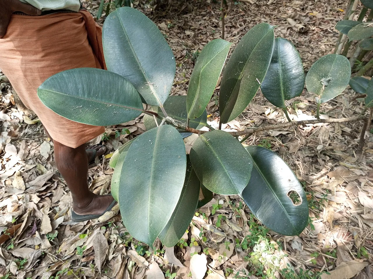 Rubber Plant (Ficus elastica)