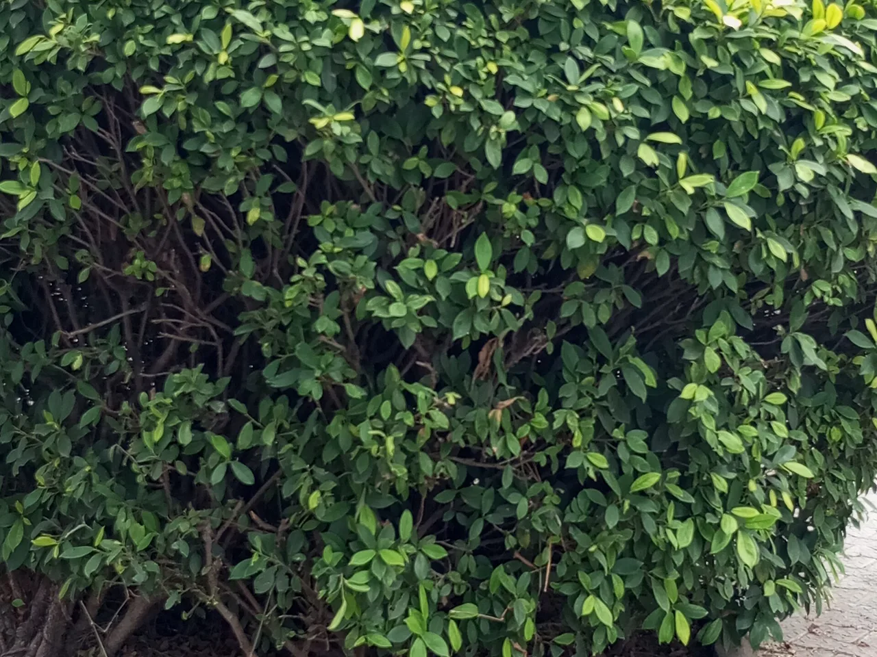 Ficus Retusa (Ficus microcarpa)