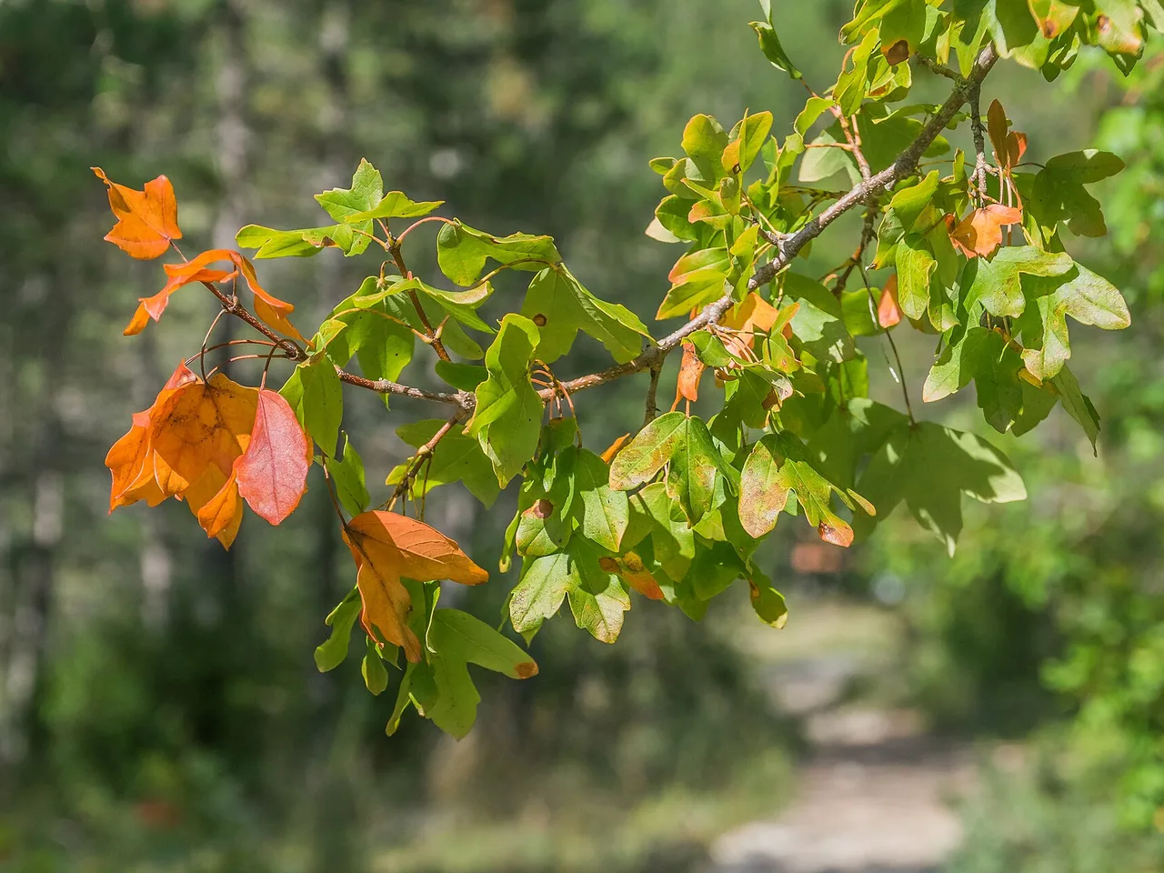 Field Maple (Acer campestre)