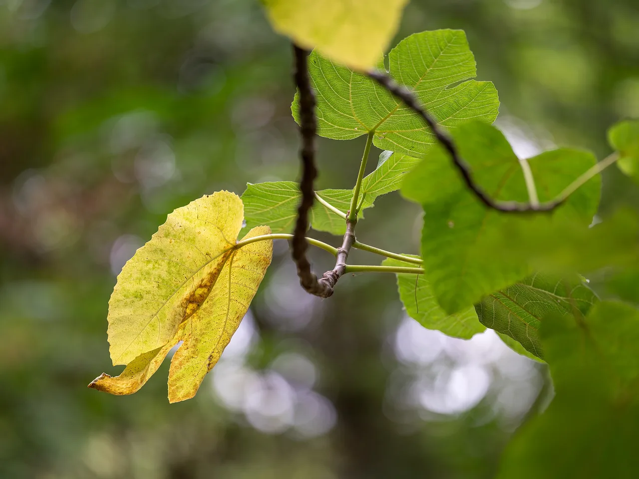 Fig (Ficus carica)