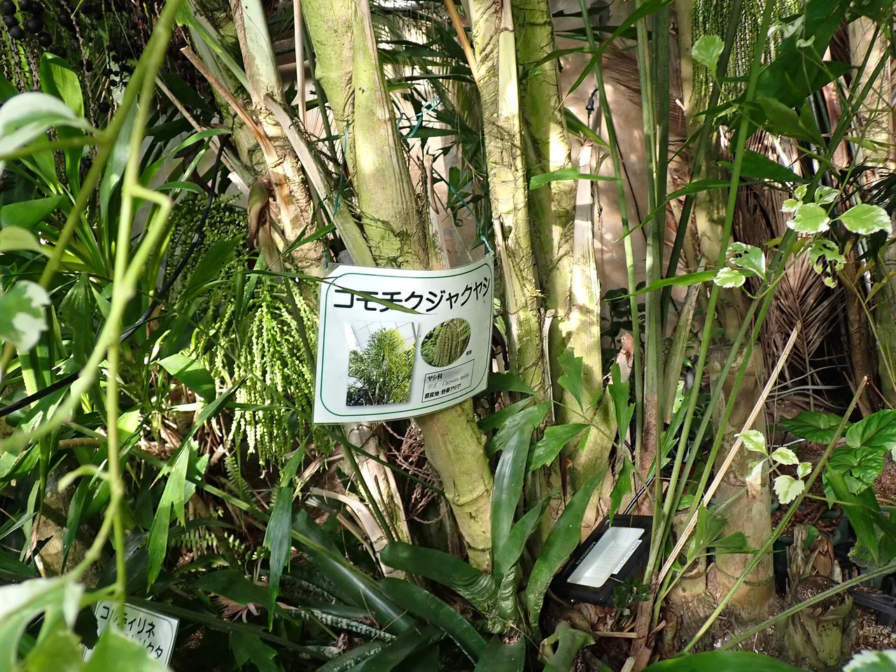 Fishtail Palm (Caryota mitis)