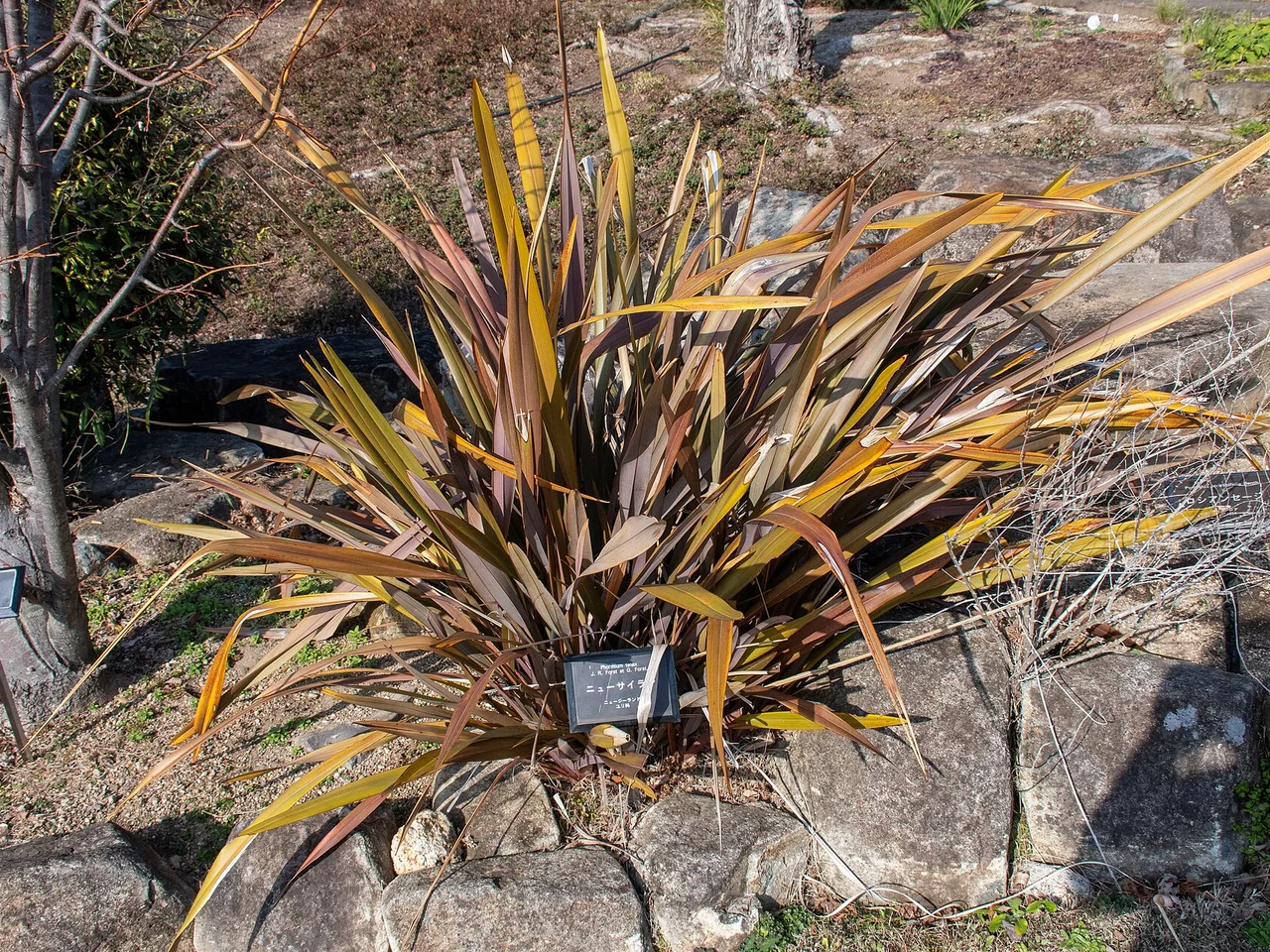 New Zealand Flax (Phormium tenax)