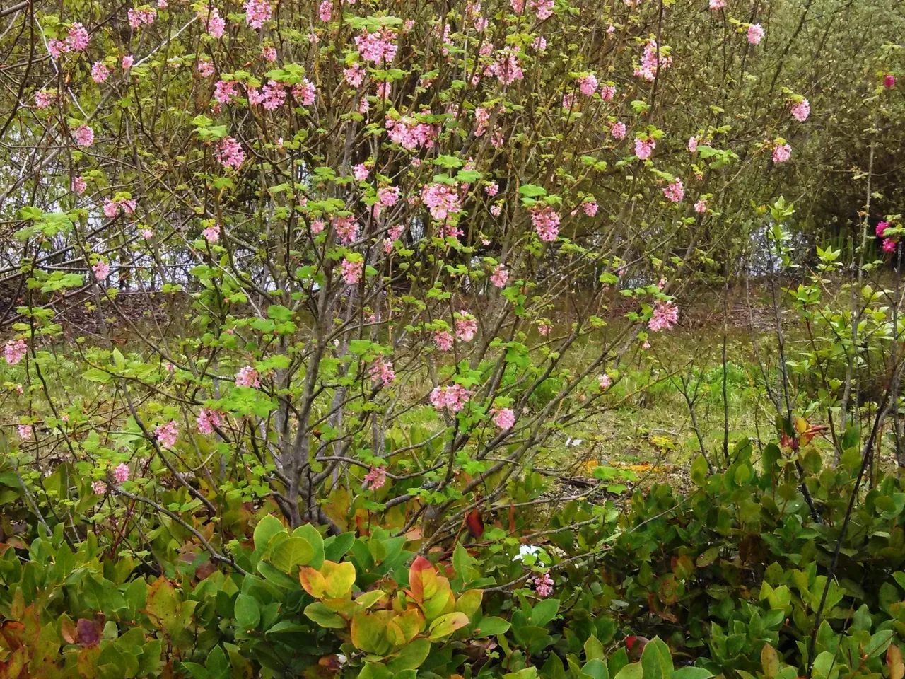 Flowering Currant (Ribes sanguineum)